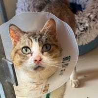Winifred, chat à adopter