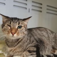 LUFFY, chatte à adopter