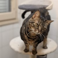 Angel, chatte à adopter