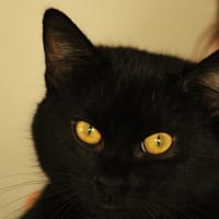 Bellatrix, chatte à adopter