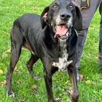 CAKULAN, chien à adopter