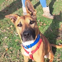 QUINOA, chienne à adopter