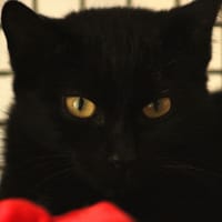 Rémus, chat à adopter