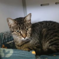 Tigrou, chat à adopter