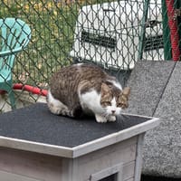 Ninjini, chatte à adopter