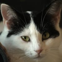 Verveine, chatte à adopter