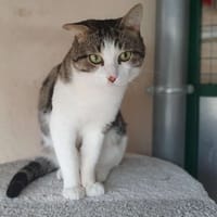 Jacou, chat à adopter