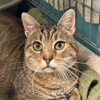 Térérond, chat à adopter