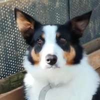 Cisco, chien à adopter