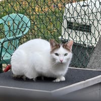 Saussure, chat à adopter