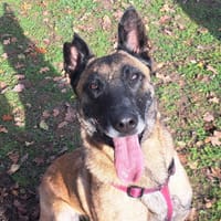 R-KIARA, chienne à adopter