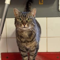 Ondine, chatte à adopter