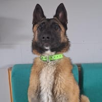 HORUS, chien à adopter
