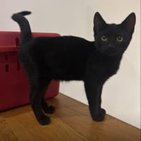 BAGERA, chatte à adopter