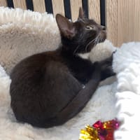 MOUSTACHE, chatte à adopter