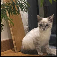 AVALANCHE, chat à adopter