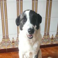 LUZ, chienne à adopter