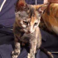 Sarabi, chatte à adopter