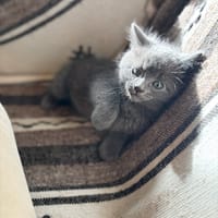 Orion, chat à adopter