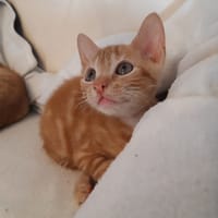 Pumba, chat à adopter
