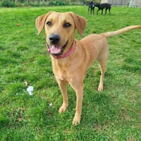 Dixy la joyeuse et dynamique louloute, chienne à adopter