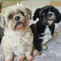 Layle and Zola, female dog to adopt