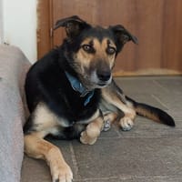 Nala, chienne à adopter