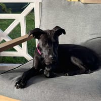 ENIA la courageuse, chienne à adopter