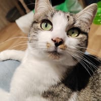 Georgia, chatte à adopter