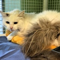 Leila, gatto femmina da adottare