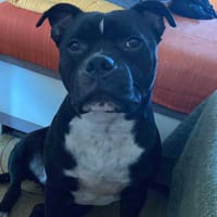 Rasta Rocquet, moi aussi j'attends ma famille de coeur, chien à adopter