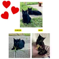 Lillo e Chicco, gatto da adottare