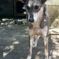 Lancelot, chien à adopter
