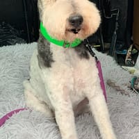 GAMIN, chien à adopter