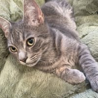 SUBWAY, chat à adopter