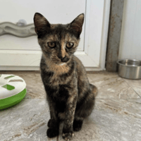 Bonnie, female cat to adopt