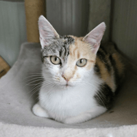 Laurie, female cat to adopt