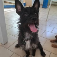 Nino, mâle croisé, né le 20/04/2025, chien à adopter