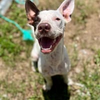 Neo, mâle croisé berger, né le 01/01/2025 🐶, chien à adopter