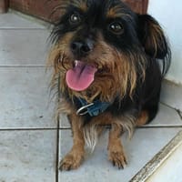 Mogwai, mâle X yorkshire terrier né le 10/10/2023🐶, chien à adopter