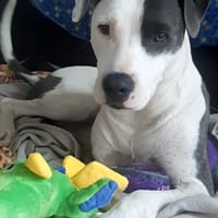 Marley, mâle croisé berger, né le 22/05/2021 🐶, chien à adopter