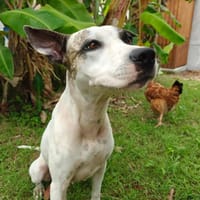 Hanae, femelle croisée berger née le 03/11/2023 🐶, chienne à adopter