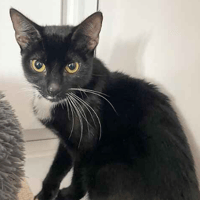 Anna, female cat to adopt