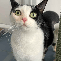 Missy and Ella, female cat to adopt