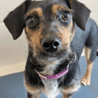 Bella, female dog to adopt