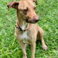 Fifi, mâle croisé berger, né le 15/06/2022 🐶, chien à adopter