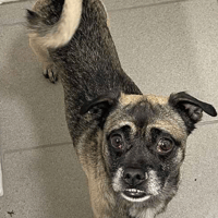 Pat, dog to adopt