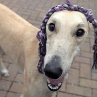 Flora, female dog to adopt