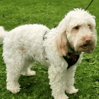 Bonnie, female dog to adopt