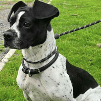 Gucci, female dog to adopt